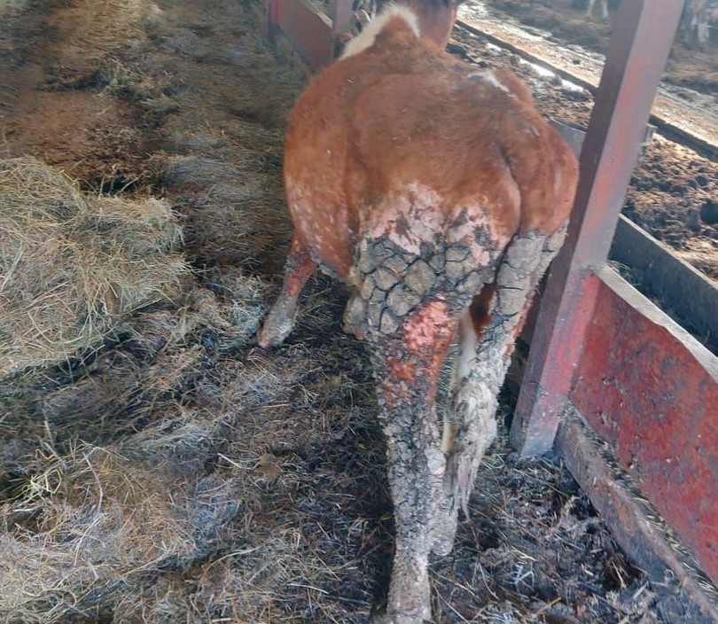 Рядом с «фермой ужаса» из Мошенского района обнаружен нелегальный скотомогильник