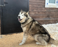 В Туле на улицу выбросили семью хаски с пятью маленькими щенками