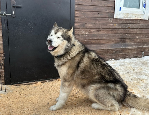 В Туле на улицу выбросили семью хаски с пятью маленькими щенками