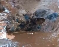 В Новгородской области сообщают о «гестапо для коров»