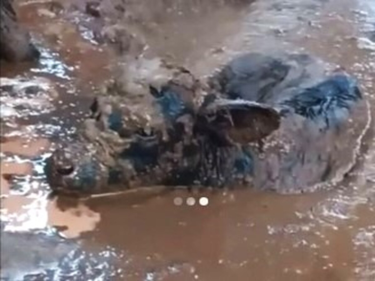 В Новгородской области сообщают о «гестапо для коров»