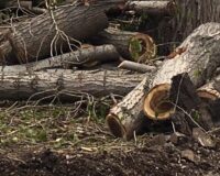 В Ивановской области 10-летнюю девочку убило бревном на прогулке