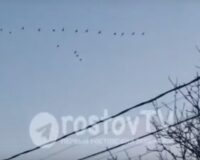 журавли летают