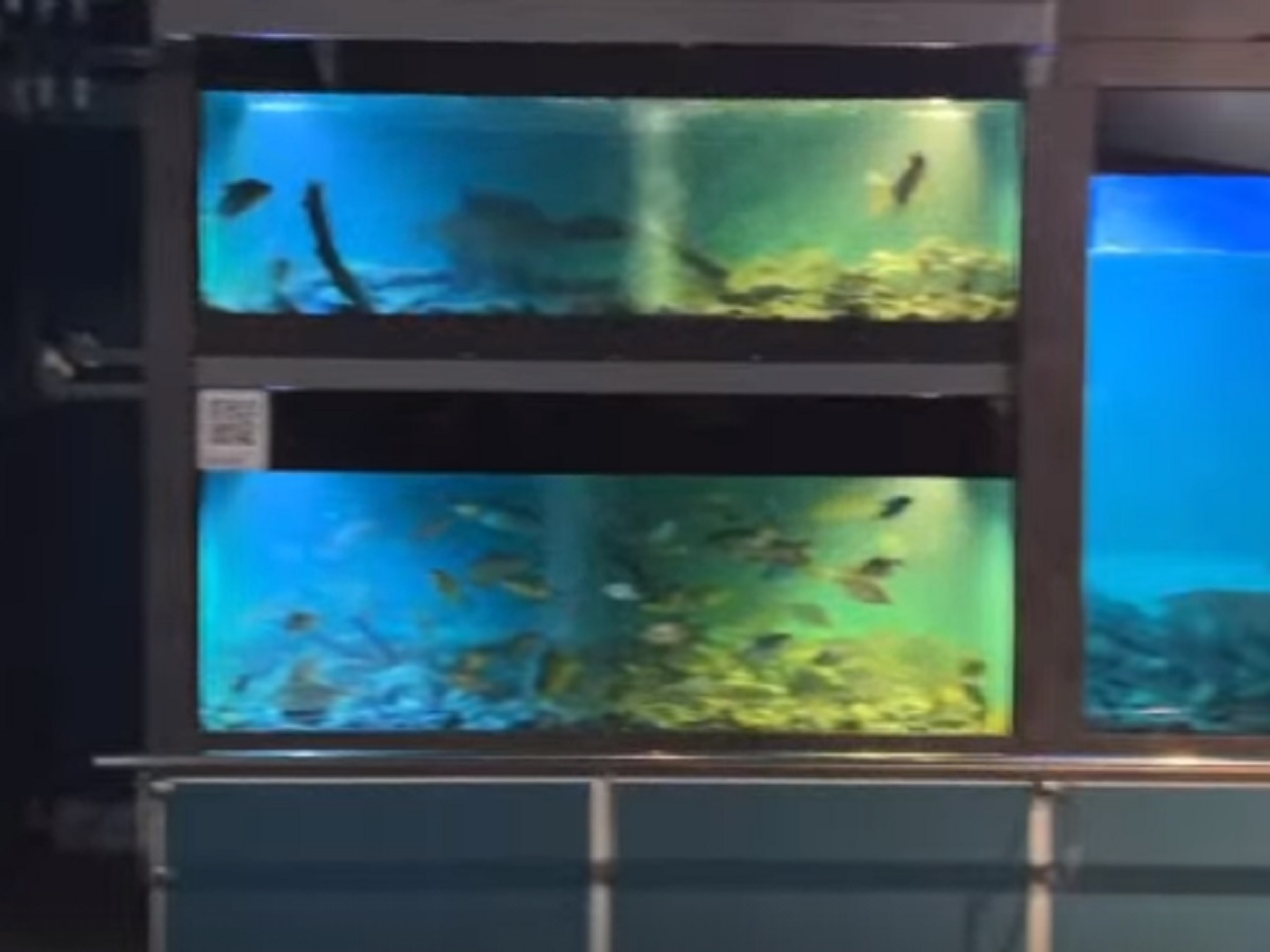 рыбов показывают