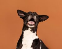 собака улыбается