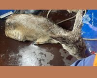 Тульские спасатели сняли с льдины загнанную собаками молодую косулю