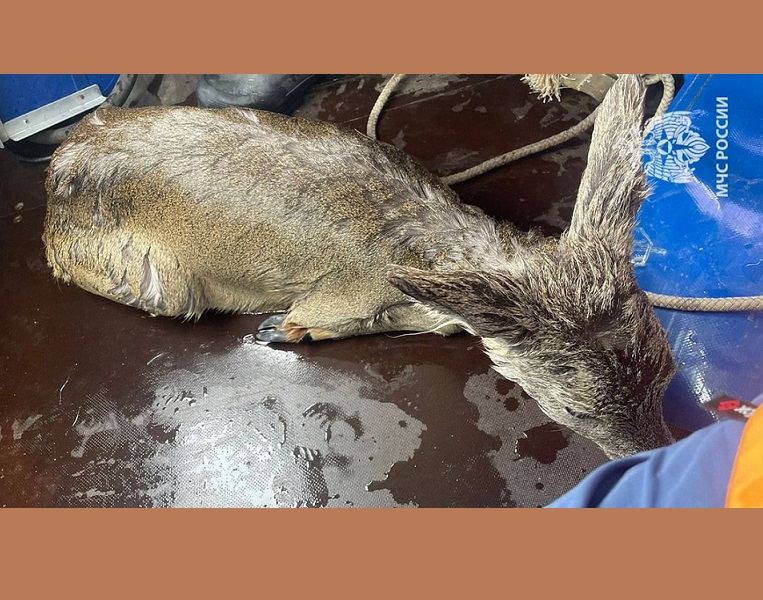 Тульские спасатели сняли с льдины загнанную собаками молодую косулю