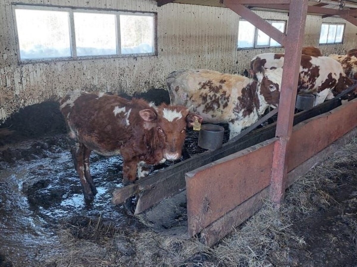 Минсельхоз Новгородской области прокомментировал ситуацию на «ферме ужаса»