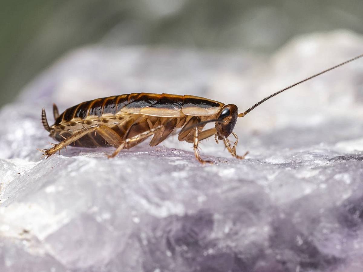 Забудут к вам дорогу: 6 способов навсегда избавиться от тараканов