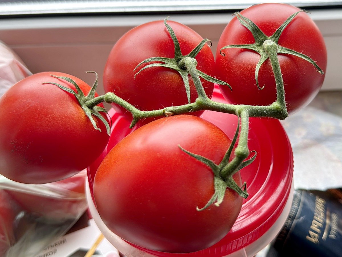 Богатый урожай и сотни банок: лучшие сорта томатов для консервации