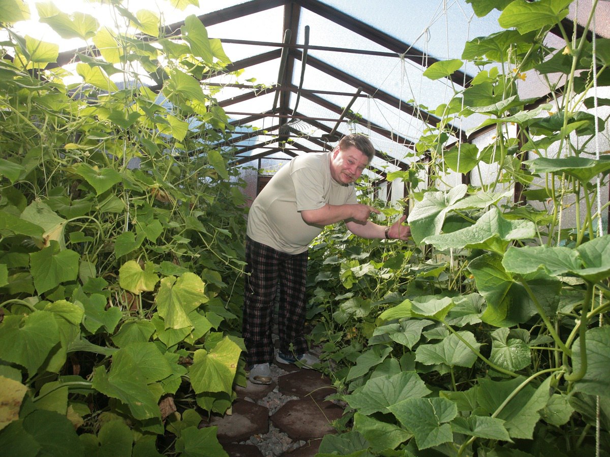 Устанете снимать урожай: главные хитрости подготовки рассады огурцов