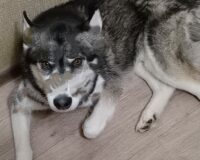 С администрации Чудовского района в пользу девочки взыскана компенсация за укус собаки