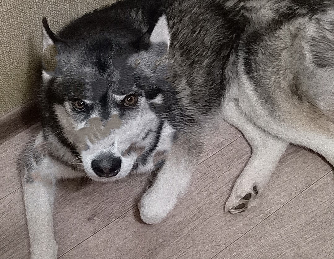 С администрации Чудовского района в пользу девочки взыскана компенсация за укус собаки