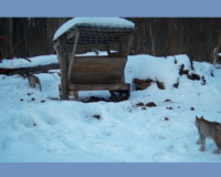 На границе с Тульской областью в фотоловушку попала редкая рысь с детёнышем