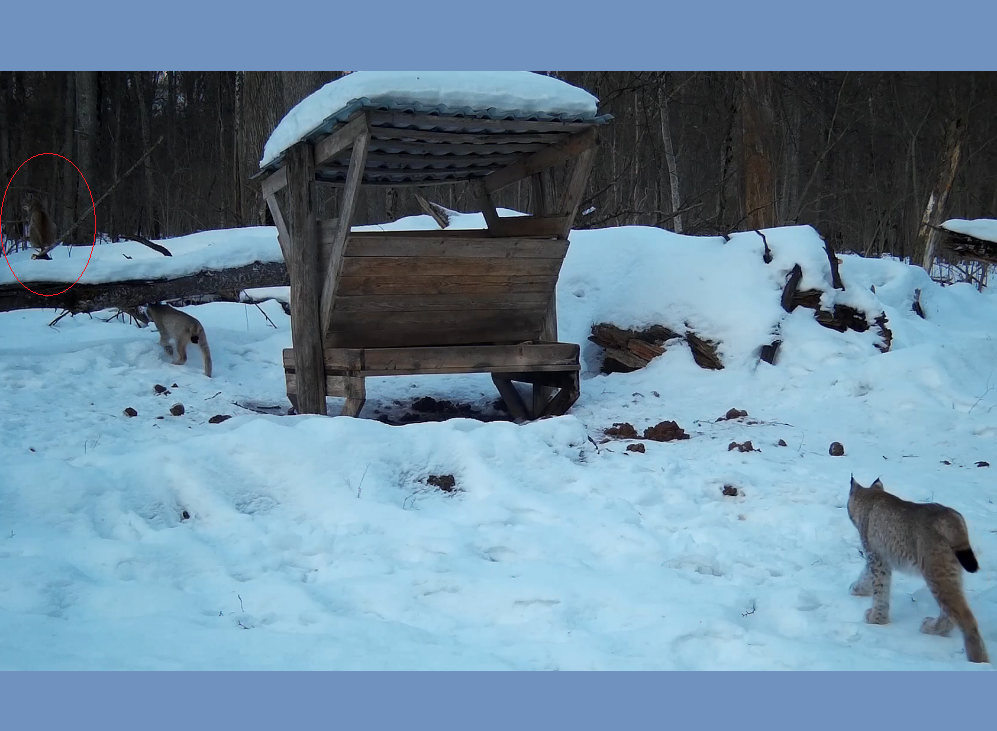 На границе с Тульской областью в фотоловушку попала редкая рысь с детёнышем
