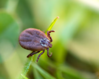 Если живешь в Смоленске, нужно делать прививку от энцефалита в сезон клещей?