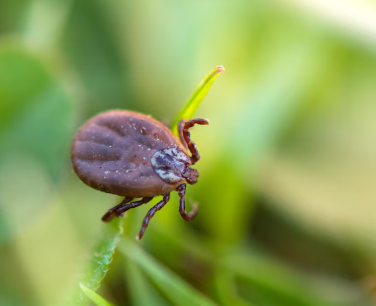 Если живешь в Смоленске, нужно делать прививку от энцефалита в сезон клещей?