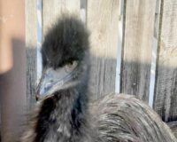 Житель Пронского района Рязанской области сутки искали сбежавшегося страуса Жоржа