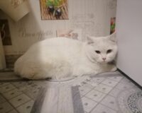В городе Рязани в квартире спасатели вытащила из ловушки толстенького кота