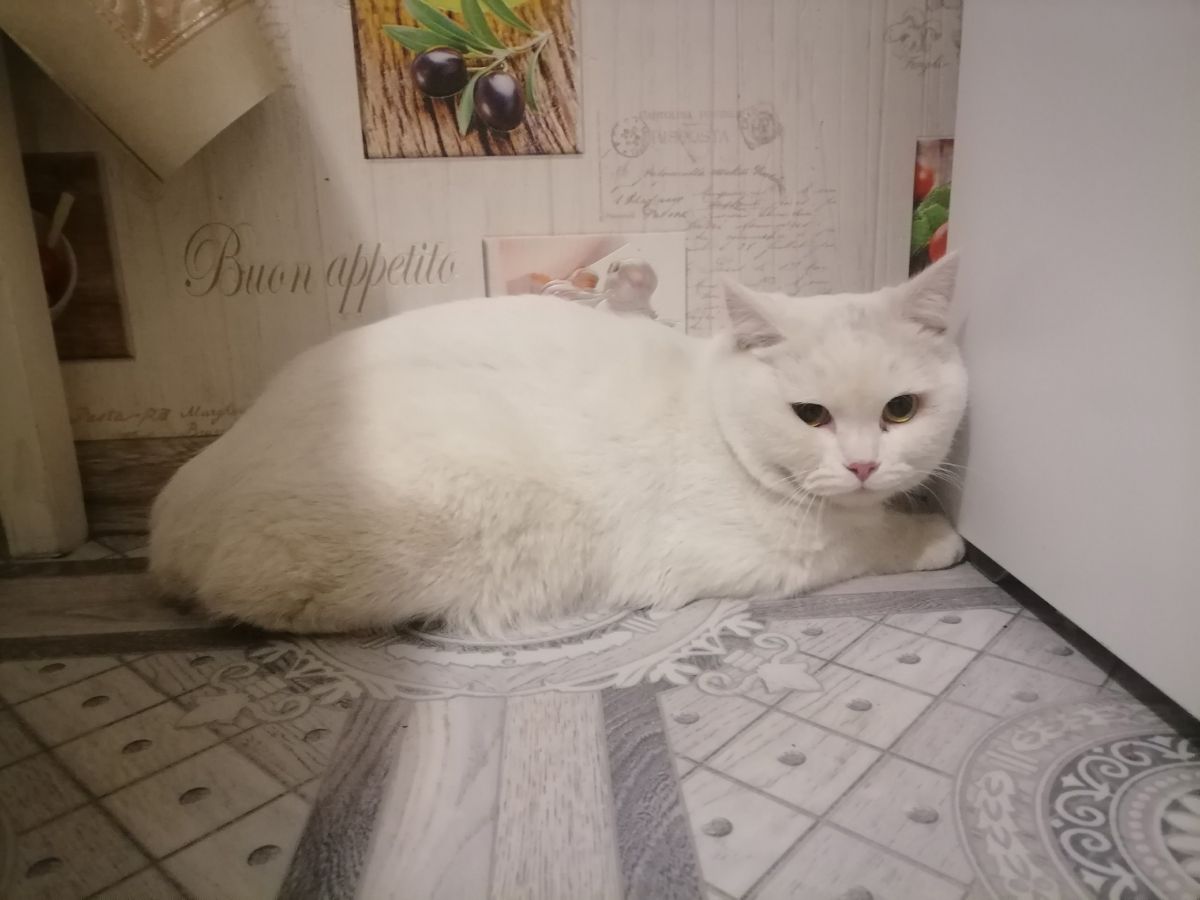 В городе Рязани в квартире спасатели вытащила из ловушки толстенького кота