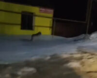 В Тульской области местные жители сняли бегающего по селу волка