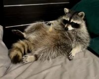 В городе Кохма Ивановской области ищут пропавшего енота Бонифация