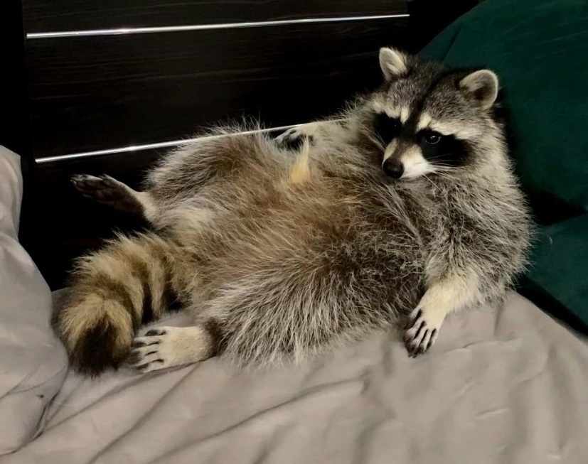 В городе Кохма Ивановской области ищут пропавшего енота Бонифация