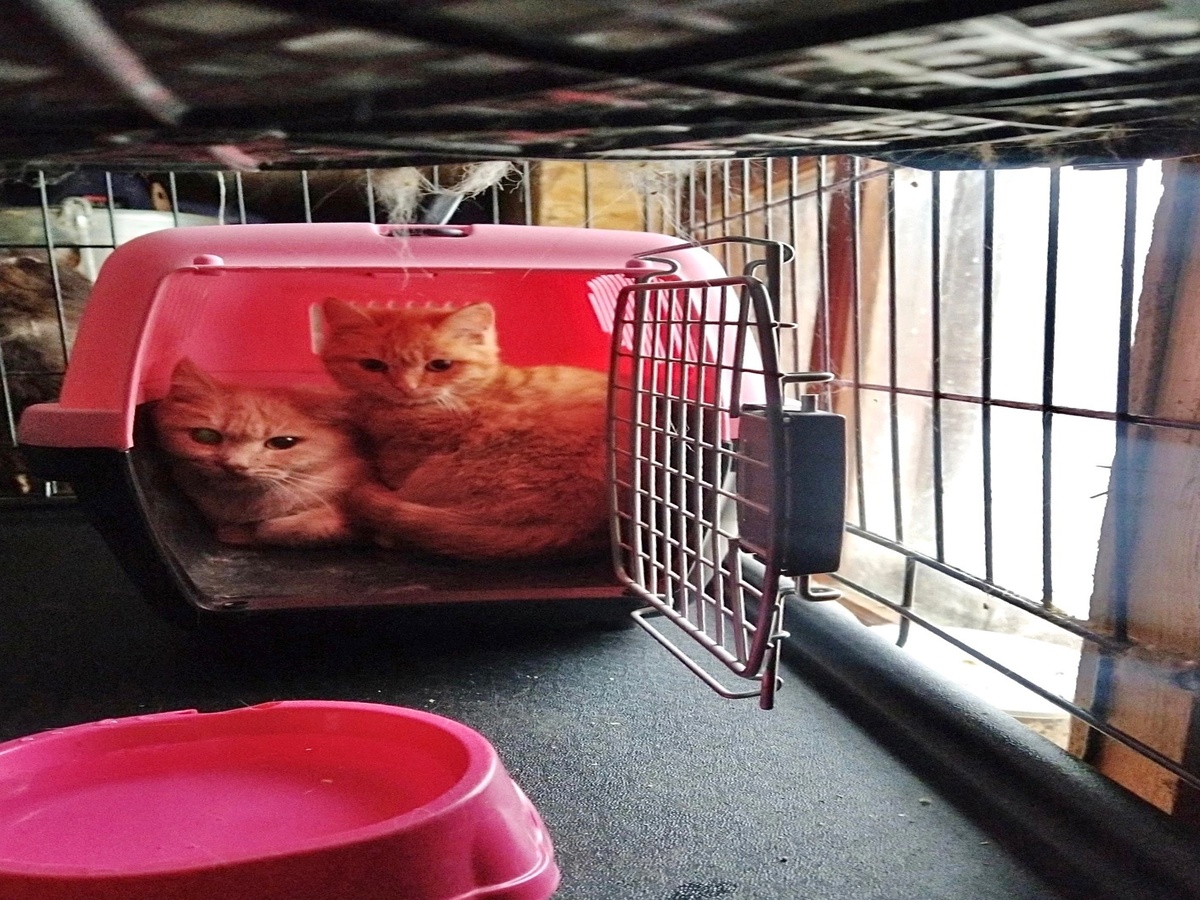 Рязанские спасатели сняли с крыши магазина девять замерзших кошек