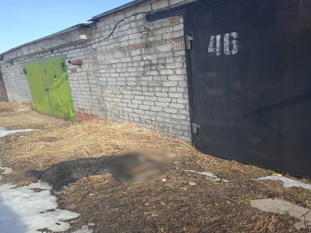 В городе Рязани неизвестные люди травят бездомных собак