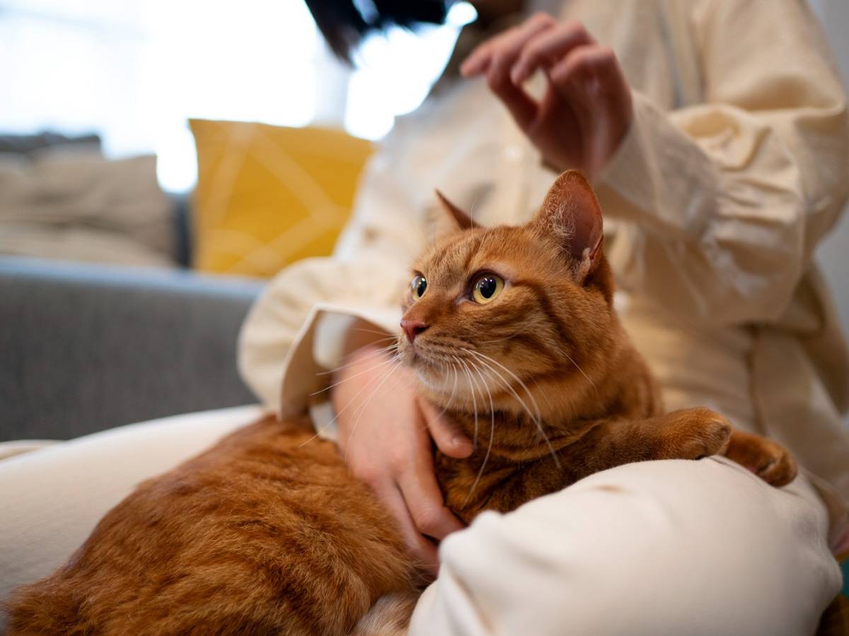 Берем кошку в отпуск: как подготовить питомца к полету или перевозке в поезде