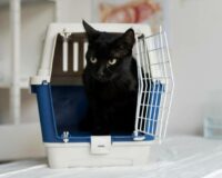 Берем кошку в отпуск: как подготовить питомца к полету или перевозке в поезде