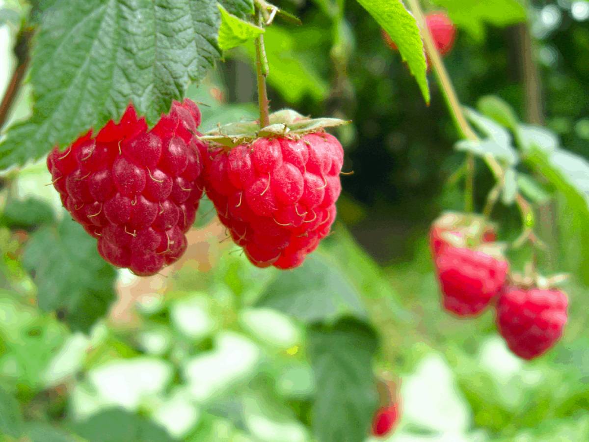 Советы агронома: как выбрать хорошие саженцы смородины и малины