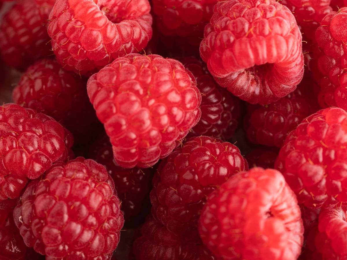 Зачем высаживать ремонтантную малину весной: рекомендации и обзор сортов