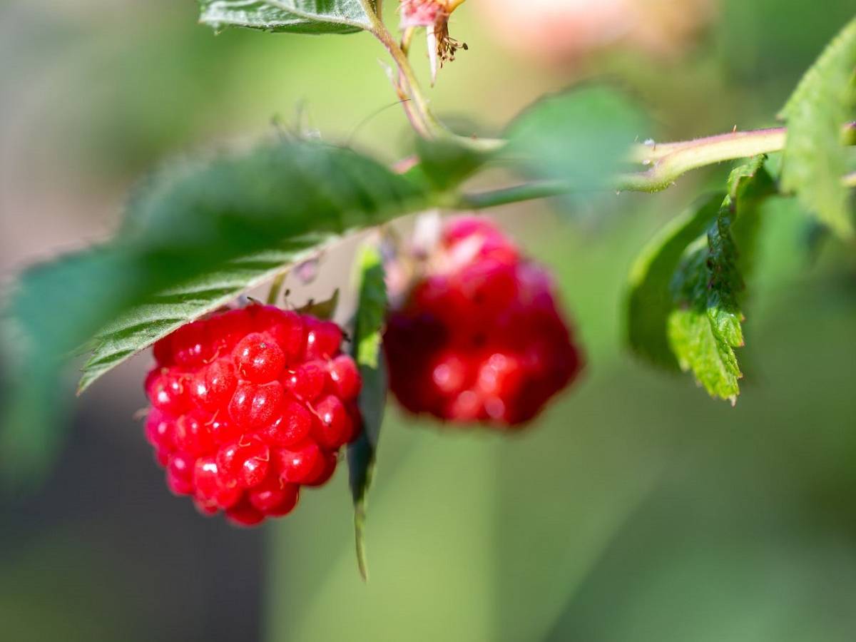 Зачем высаживать ремонтантную малину весной: рекомендации и обзор сортов