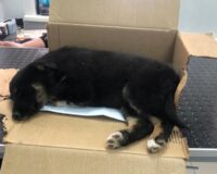 В Тамбове установлена личность живодера, сбросившего щенка с 4 этажа