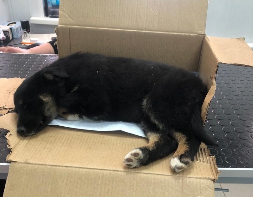 В Тамбове установлена личность живодера, сбросившего щенка с 4 этажа