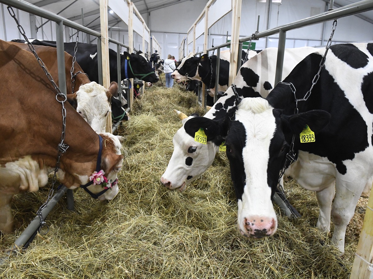 Целовали корову в зад и пили грязную воду: странные обычаи в день Кирилла Катаника