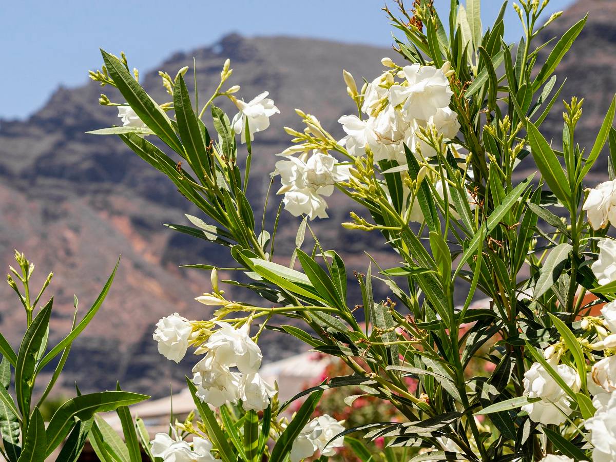 Строим альпийскую горку по правилам: советы ландшафтного дизайнера по озеленению участка
