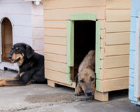 214868300207114148509