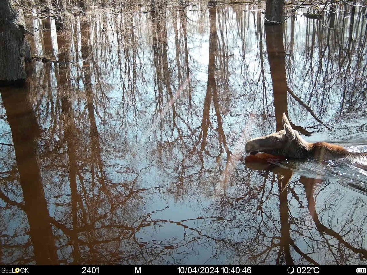 В Рязанском районе в Окском заповеднике фотоловушка зафиксировала лосенка по шее в воде
