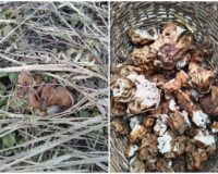 В Рязанской области в лесах вылезли первые грибы – строчки