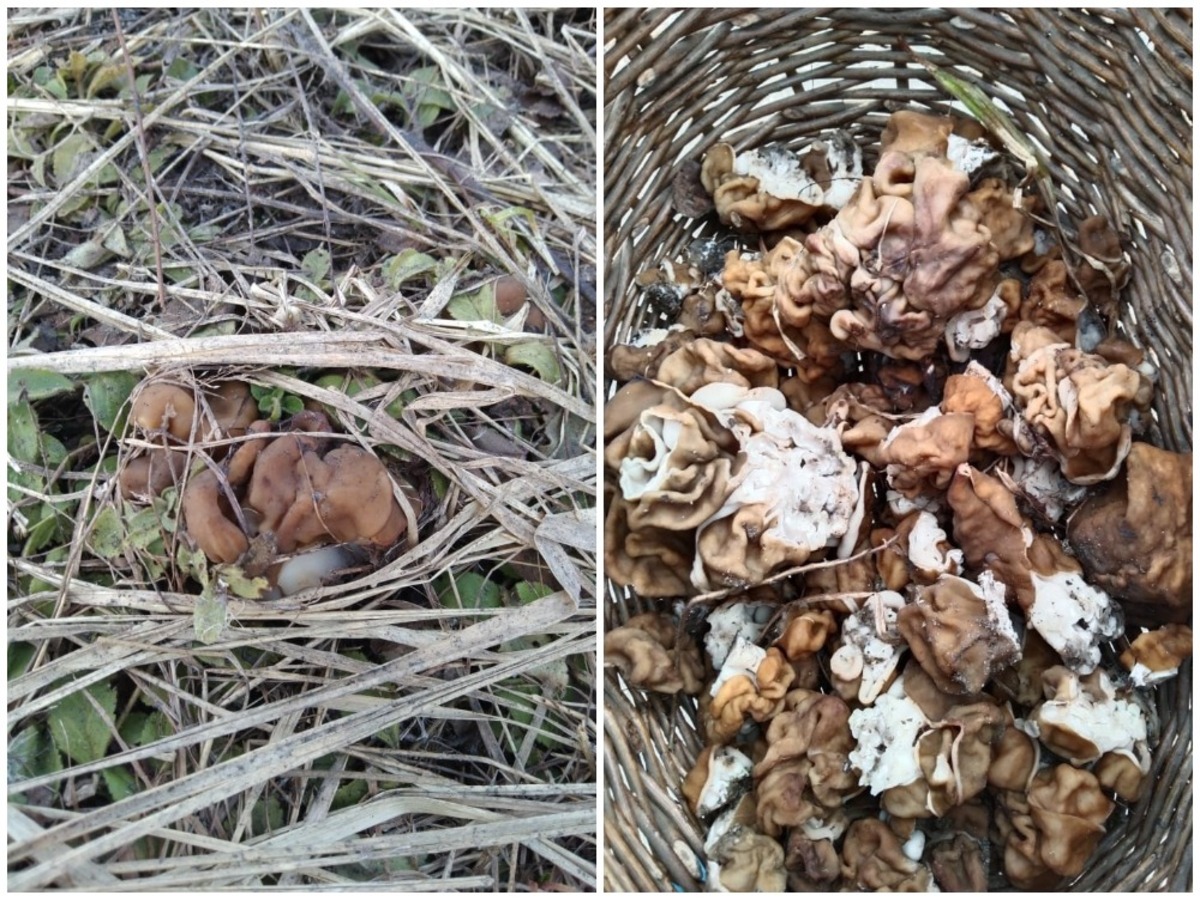 В Рязанской области в лесах вылезли первые грибы – строчки