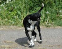 За укус женщины бродячей собакой суд взыскал компенсацию с администрации Чудовского района