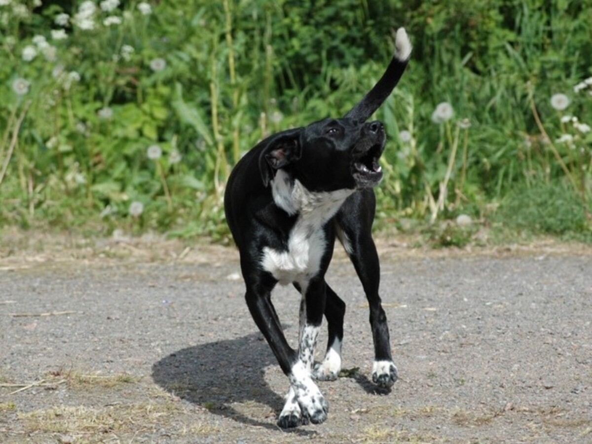 За укус женщины бродячей собакой суд взыскал компенсацию с администрации Чудовского района