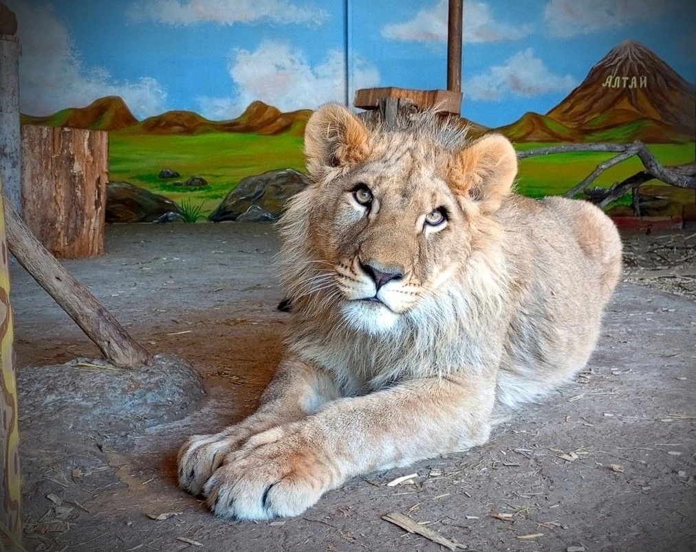 Львенок Алтай