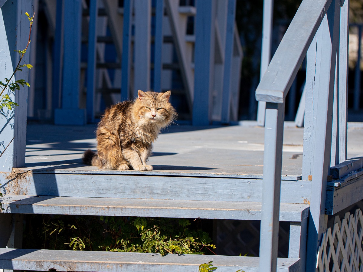 Заприте кошку и опасайтесь лестниц: чего лучше не делать в день Федула Ветреника