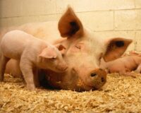 африканская чума свиней