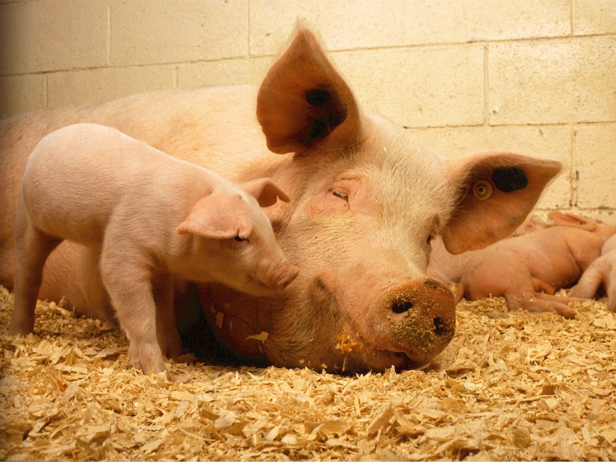 африканская чума свиней