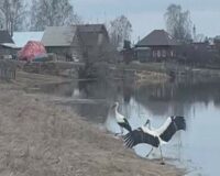 Пара аистов поселилась в селе Юшта Шиловского района Рязанской области