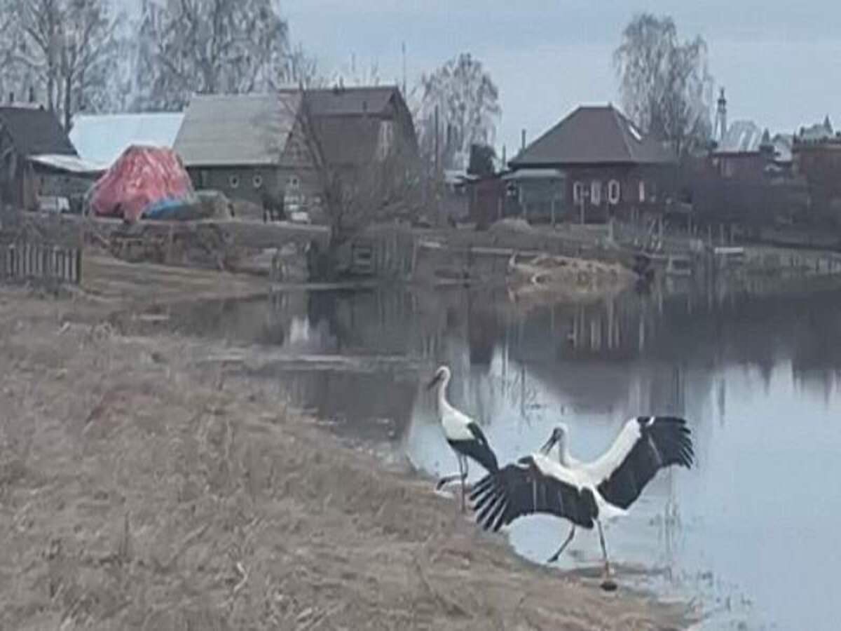 Пара аистов поселилась в селе Юшта Шиловского района Рязанской области